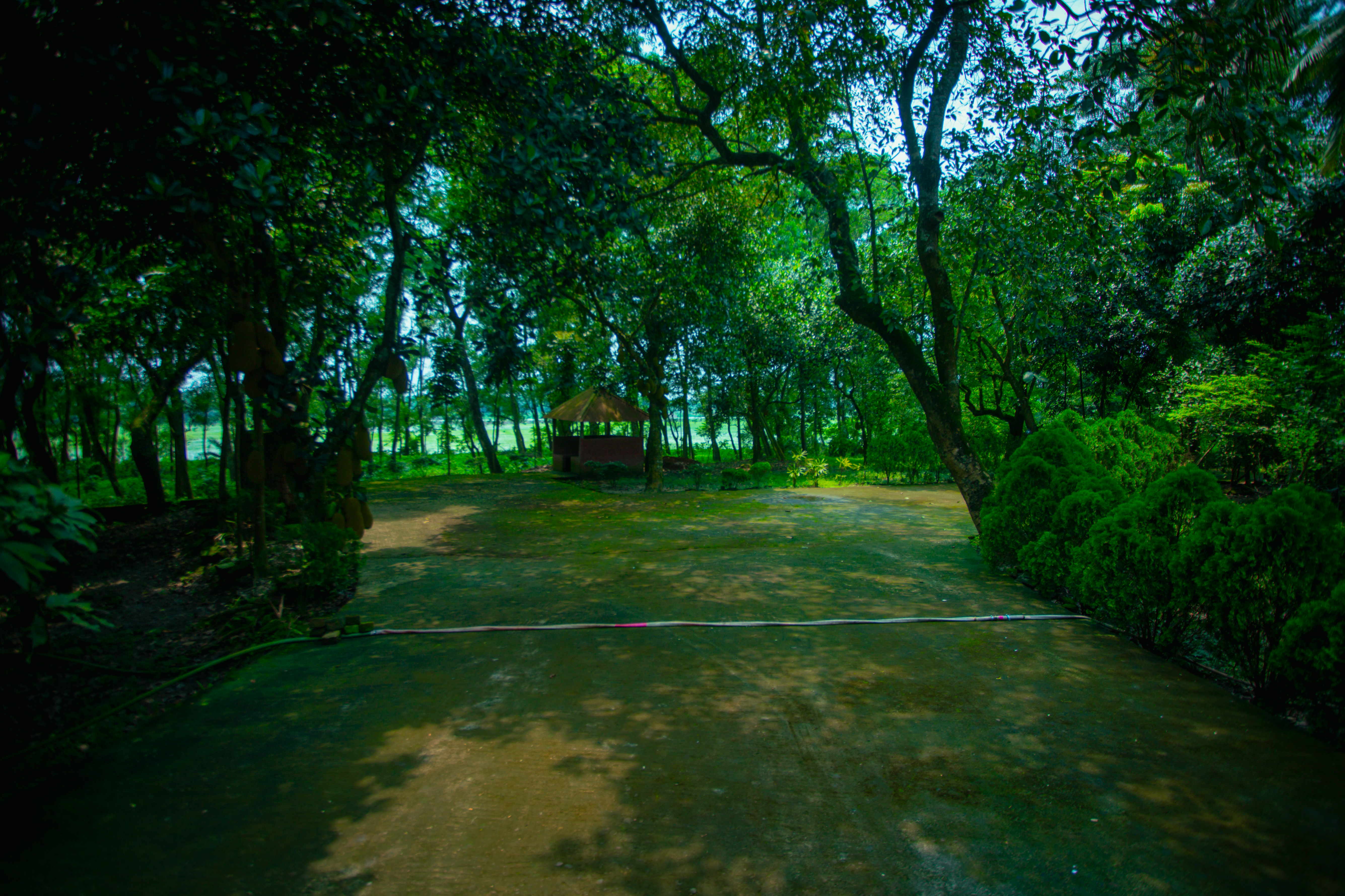 Wetland